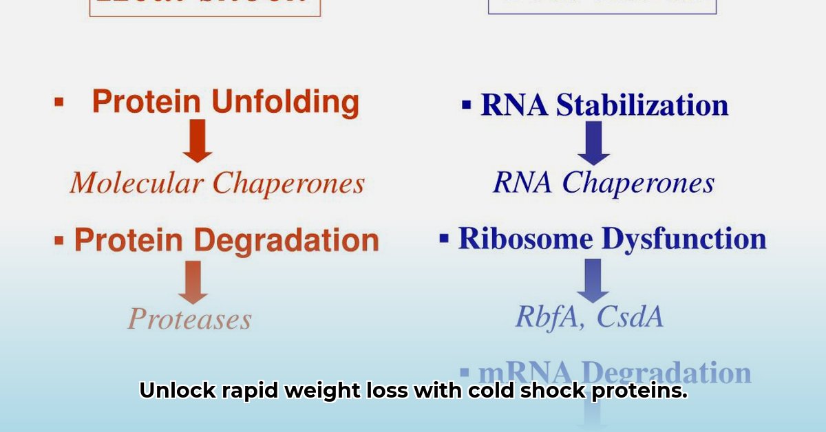 cold-shock-proteins-weight-loss